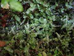 Calypogeia
