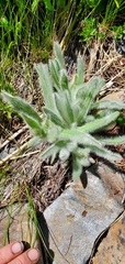 Hieracium scouleri