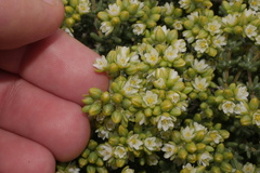 Spergularia arbuscula