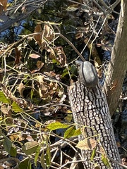Sternotherus