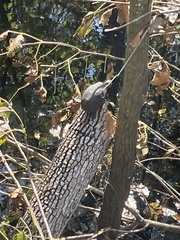 Sternotherus