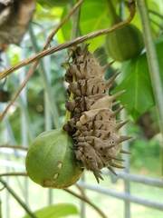 Troides helena cerberus