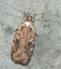 Agonopterix pulvipennella