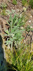 Hieracium scouleri