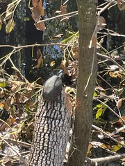 Sternotherus