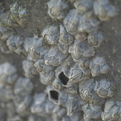 Austrominius modestus