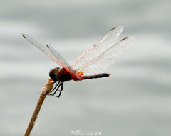 Celithemis bertha