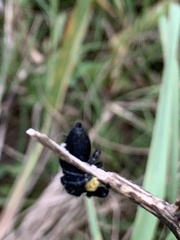 Phidippus
