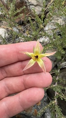 Frankeniaceae
