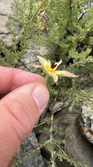 Frankeniaceae