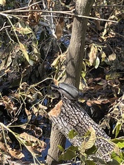 Sternotherus