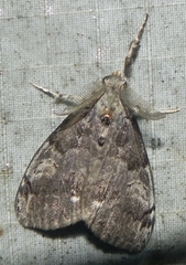 Dasychira vagans