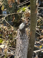 Sternotherus