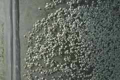 Austrominius modestus