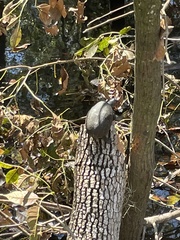 Sternotherus