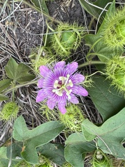Passiflora ciliata