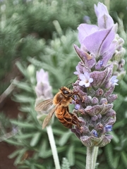 Apis mellifera