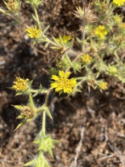Centromadia fitchii