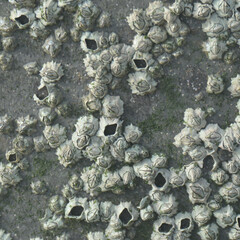 Austrominius modestus