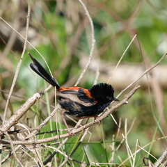 Malurus melanocephalus
