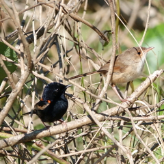 Malurus melanocephalus