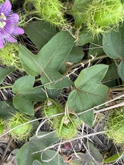 Passiflora ciliata