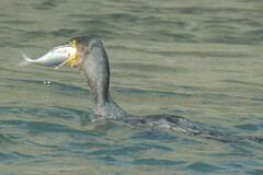 Trachurus