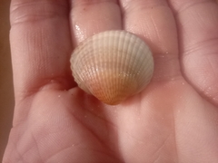 Cardiidae