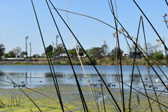 Gallinula galeata