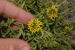 Quinchamalium chilense