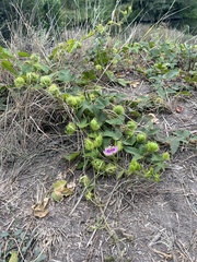 Passiflora ciliata