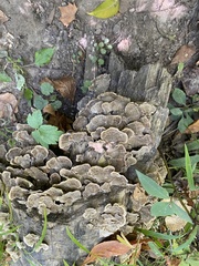 Cerrena unicolor