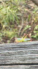 Orchelimum pulchellum