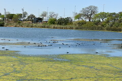 Gallinula galeata