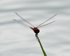 Celithemis bertha