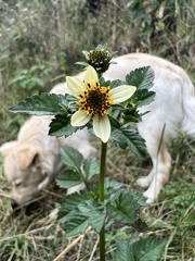 Bidens pilosa