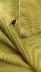 Isotes mexicana