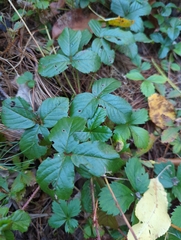 Rubus hispidus
