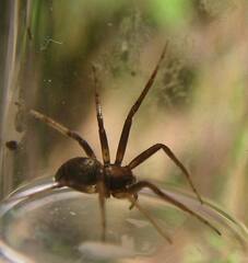 Philodromus oneida