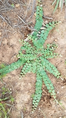 Evolvulus prostratus