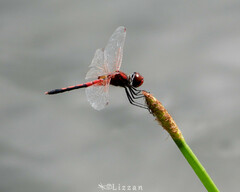 Celithemis bertha