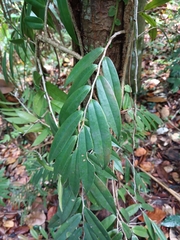 Marcgravia rectiflora