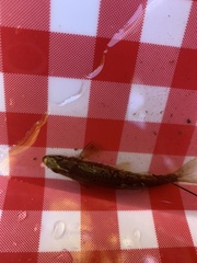 Rhinichthys cataractae