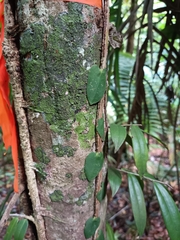 Marcgravia rectiflora