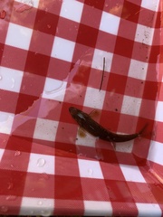 Rhinichthys cataractae