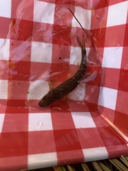 Rhinichthys cataractae