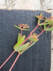 Euphorbia nutans