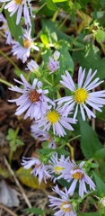 Symphyotrichum puniceum