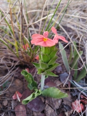 Crossandra greenstockii