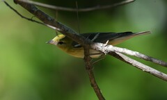 Setophaga castanea
